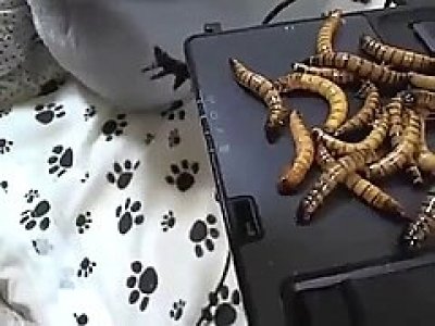 Mealworms in pussy